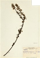 藏品(笑靨花)的圖片